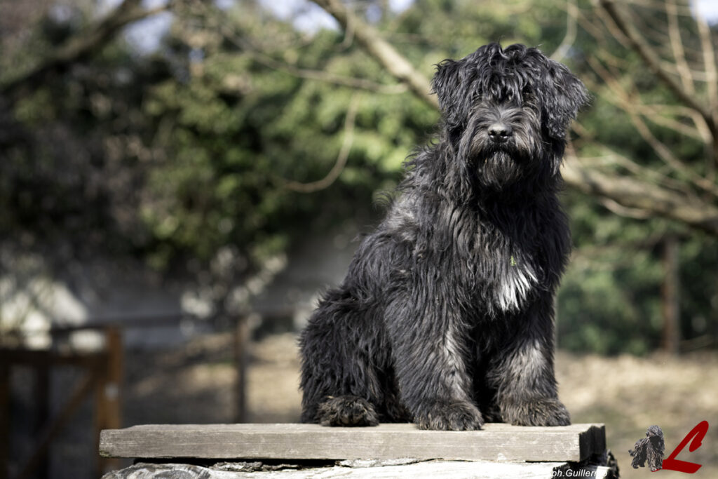 Cucciolo Cane da Pastore Bergamasco