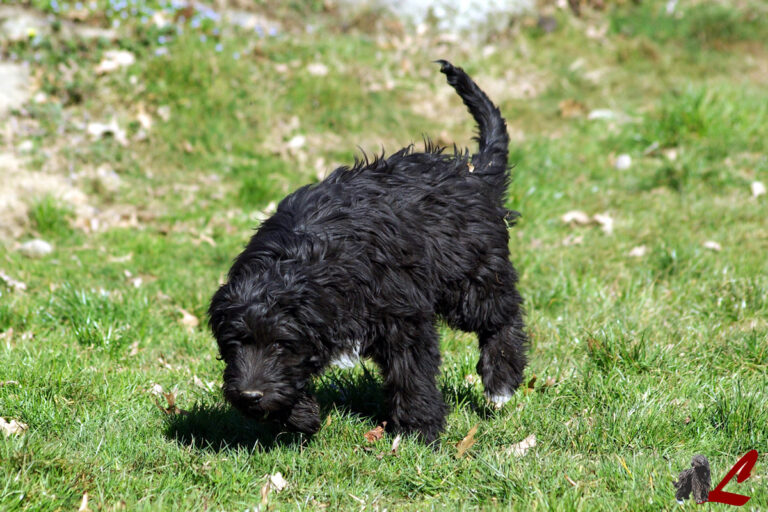 Cucciolo Pastore Bergamasco