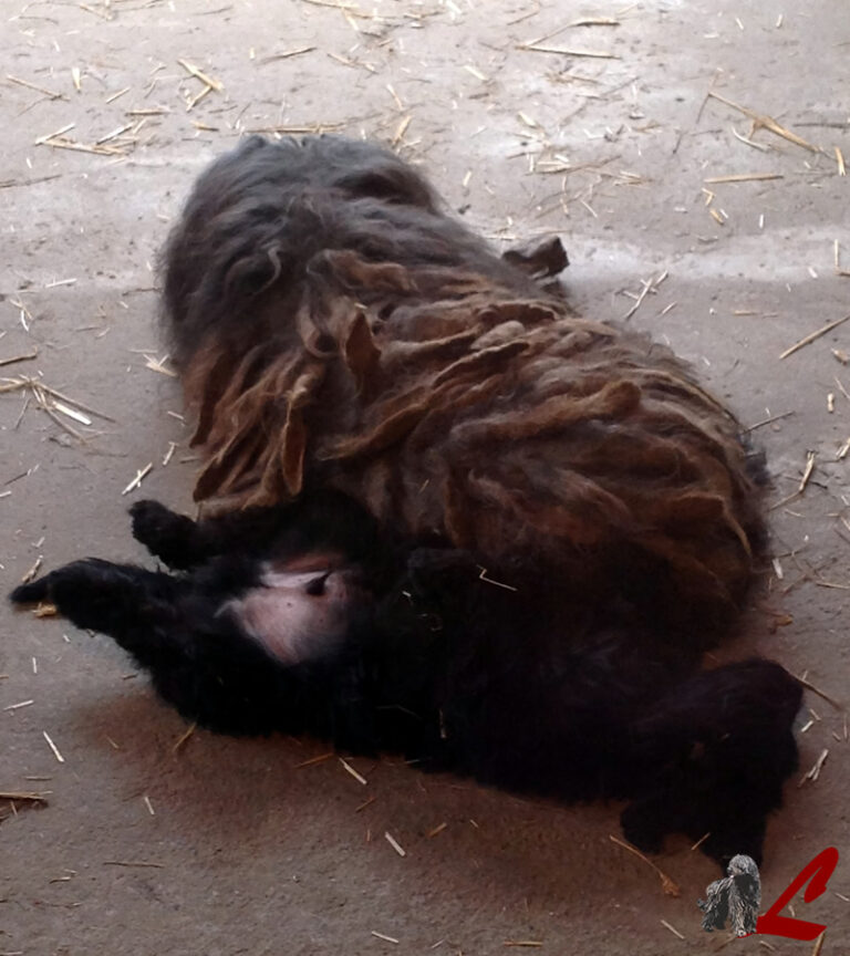 Decalogo del Buon Cane di Stefano Benni