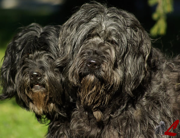 Il carattere del Cane da Pastore Bergamasco