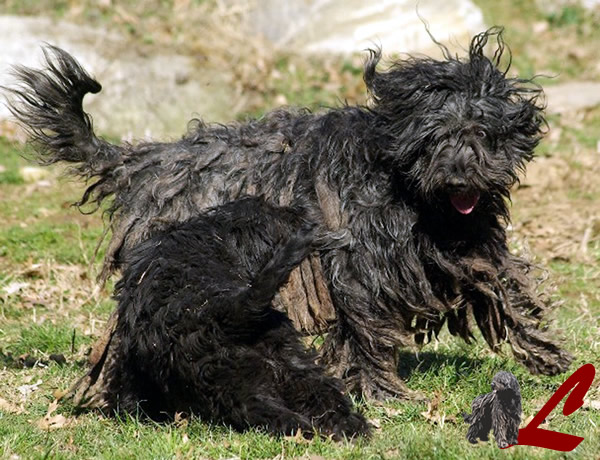 Il cucciolo di Cane da Pastore Bergamasco