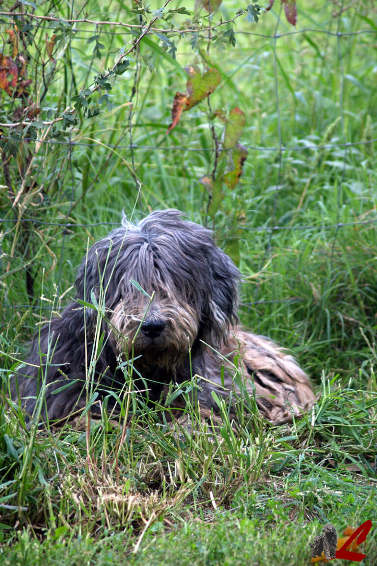 Foto Pastore Bergamasco Lupercali