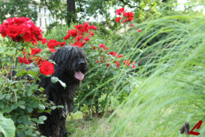 Il Cane da Pastore Bergamasco puzza?