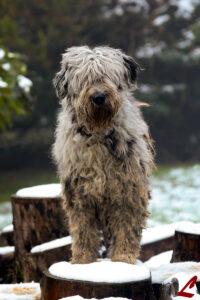 Allevamento Lupercali Pastore Bergamasco