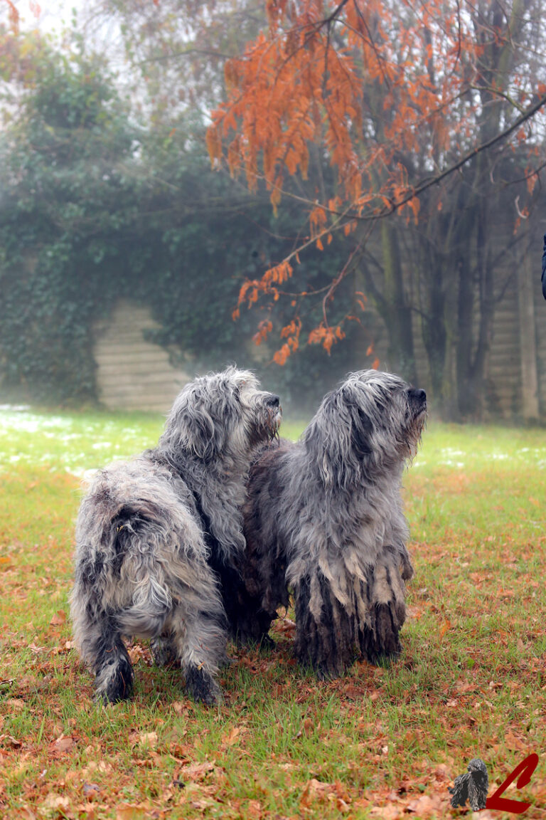 Allevamento Lupercali Pastore Bergamasco