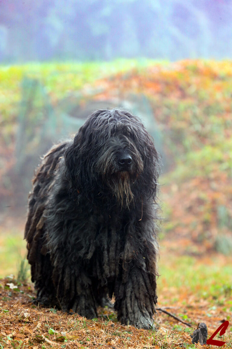 Allevamento Lupercali Pastore Bergamasco