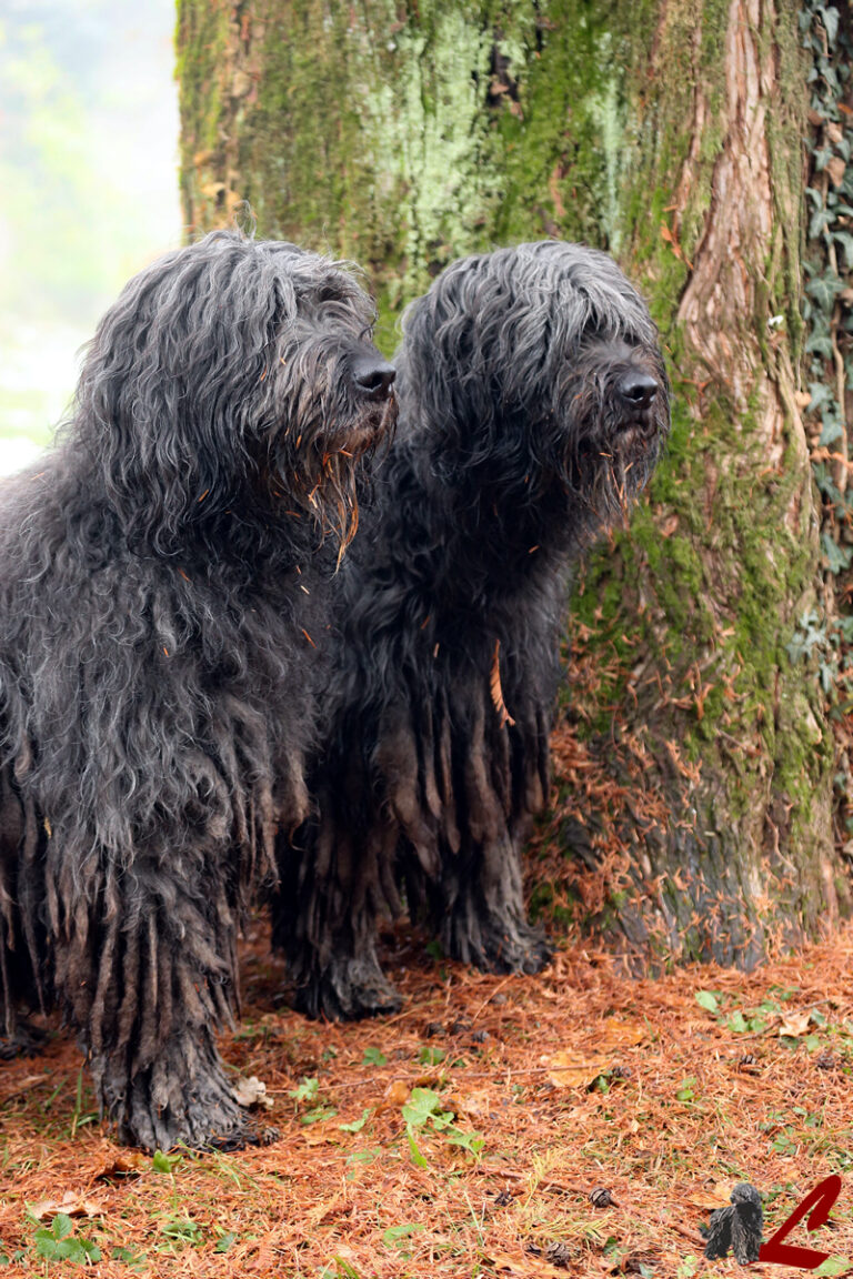 Galleria Fotografica Cane da Pastore Bergamasco