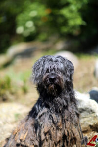 Foto Pastore Bergamasco Lupercali