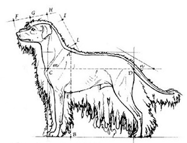 Standard del Cane da Pastore Bergamasco