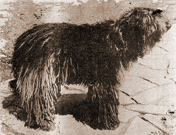 Cane da Pastore Bergamasco Alpino