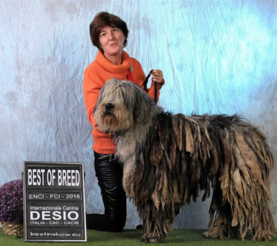 Ch. Italiano Hypnos dei Lupercali Ch. Italiano Hypnos dei Lupercali