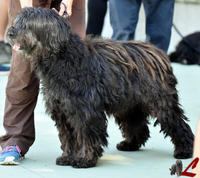 Ch. Italiano Kalipso dei Lupercali Ch. Italiano Kalipso dei Lupercali