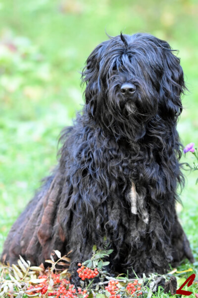 Ch. Finlandese Pafia dei Lupercali Ch. Finlandese Pafia dei Lupercali