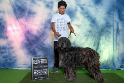 Ch. Italiano Ratri dei Lupercali Ch. Italiano Ratri dei Lupercali