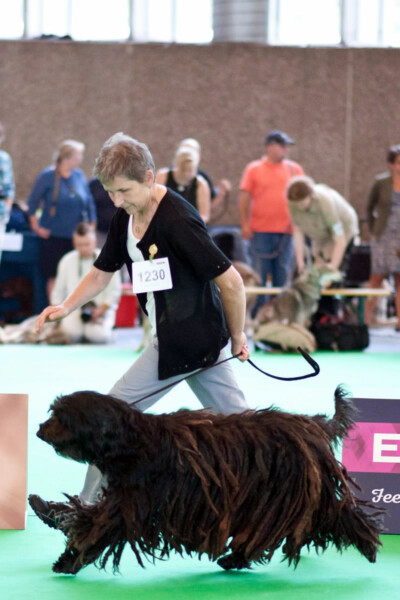 Ch. Italiano Yogini dei Lupercali Ch. Italiano Yogini dei Lupercali