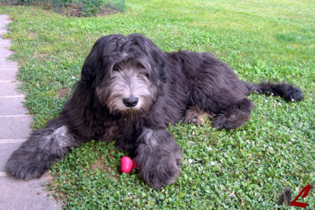 Cucciolo Cane da Pastore Bergamasco