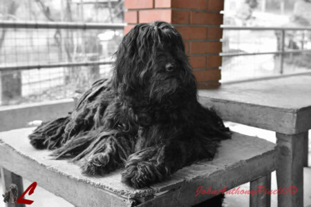 Cucciolo Cane da Pastore Bergamasco