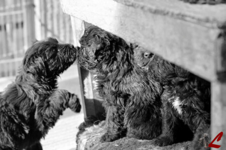 Cucciolo Cane da Pastore Bergamasco