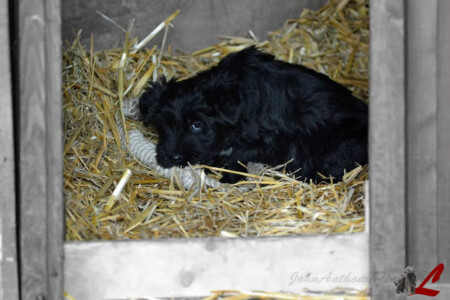 Cucciolo Cane da Pastore Bergamasco