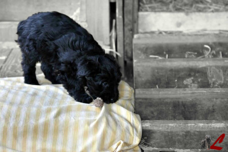Cucciolo Cane da Pastore Bergamasco