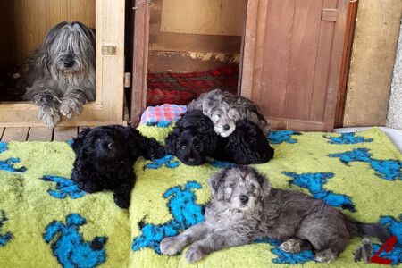 Cucciolo Pastore Bergamasco