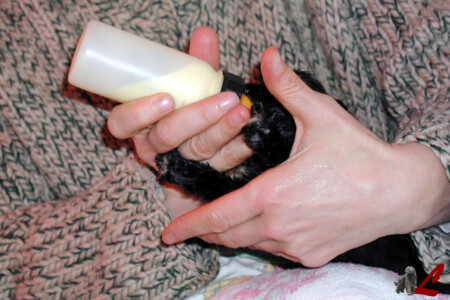 Cucciolo Pastore Bergamasco