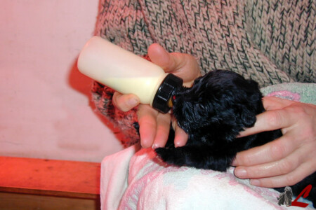 Cucciolo Pastore Bergamasco