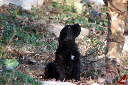 Cucciolo Pastore Bergamasco