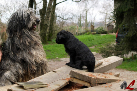 Cucciolo Pastore Bergamasco