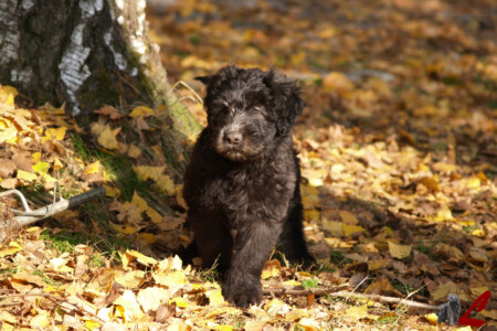 Cucciolo Pastore Bergamasco