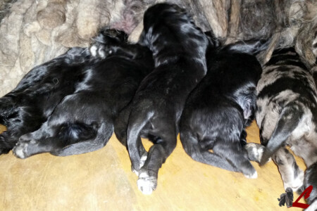 Cucciolo Lupercali Pastore Bergamasco
