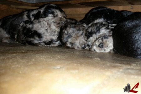 Cucciolo Lupercali Pastore Bergamasco