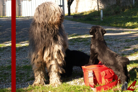 Cucciolo Lupercali Pastore Bergamasco