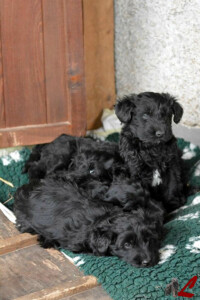Cucciolo Lupercali Pastore Bergamasco