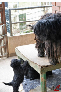 Cucciolo Lupercali Pastore Bergamasco