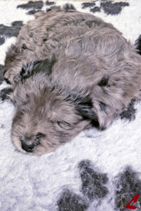 Cucciolo Lupercali Pastore Bergamasco