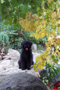 Cucciolo Lupercali Pastore Bergamasco
