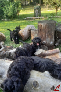 Cuccioli Pastore Bergamasco