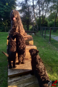 Cuccioli Pastore Bergamasco