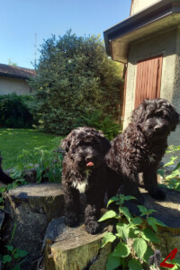 Cuccioli Pastore Bergamasco