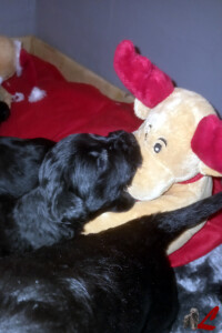 Cuccioli Pastore Bergamasco