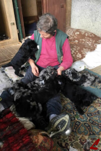 Cuccioli Pastore Bergamasco