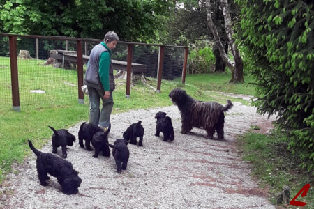 Cuccioli Pastore Bergamasco