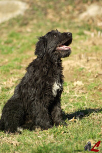 Cuccioli Pastore Bergamasco