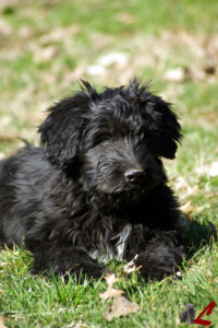 Cuccioli Pastore Bergamasco