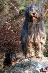 Cuccioli Pastore Bergamasco