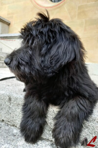 Cuccioli Pastore Bergamasco