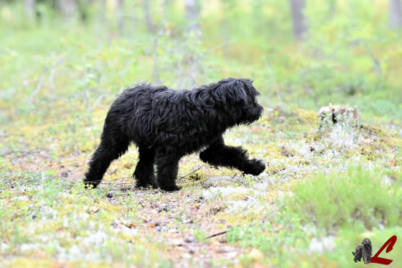 Cucciolo Lupercali Pastore Bergamasco