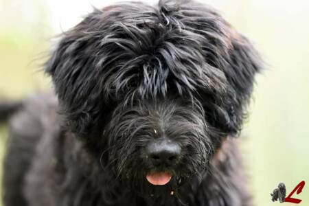 Cucciolo Lupercali Pastore Bergamasco
