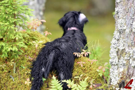 Cucciolo Lupercali Pastore Bergamasco